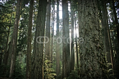 Mystischer Wald