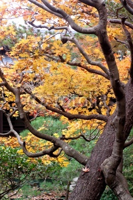 Japanese autumn tress