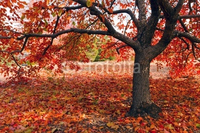 Tree in fall