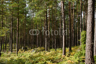 Pine forest with rocks, moss and golden bracken