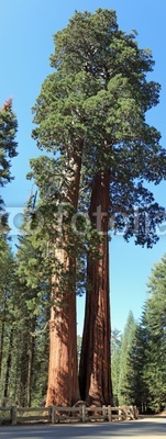 séquoias géants aux Etats-Unis