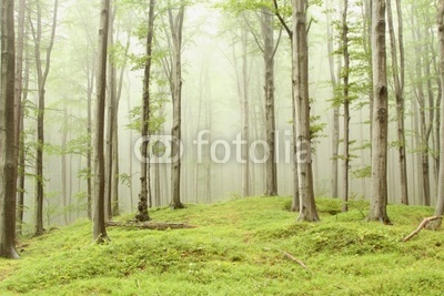 Enchanted forest with mist moving between the trees