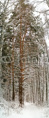 high pine-tree