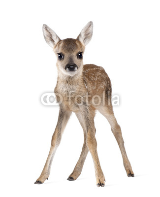 Roe Deer Fawn, standing against white background