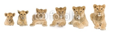 lion cub growing from 3 to 9 months in front of a white backgrou