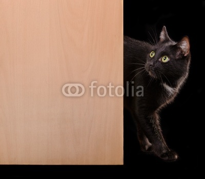 Black cat standing in doorway