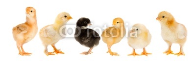Five yellow chicks and one chick black