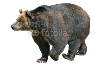 Brown bear isolated on white