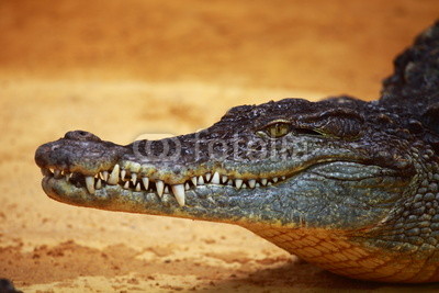 Big Crocodile on yellow sand background