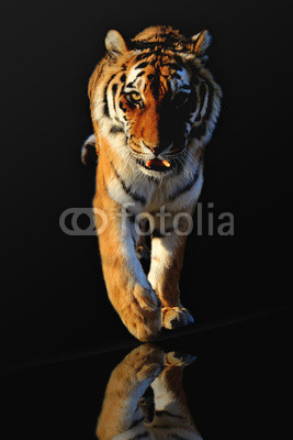Walking tiger