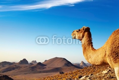 Camel in Sahara Desert