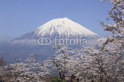 Mt.Fuji with cherry blossoms