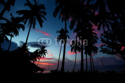 Palm trees during sunset