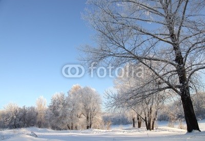 winter  landscape