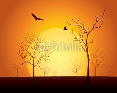Sunset scene, dried trees on cracked land