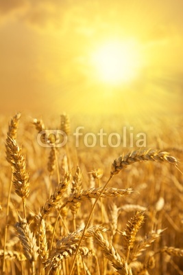 Wheat field at a golden sunset