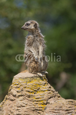 Portrait of meerkat sit on rock stand with green nature backgrou