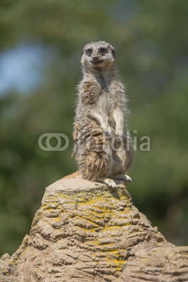 Portrait of meerkat sit on rock stand with green nature backgrou