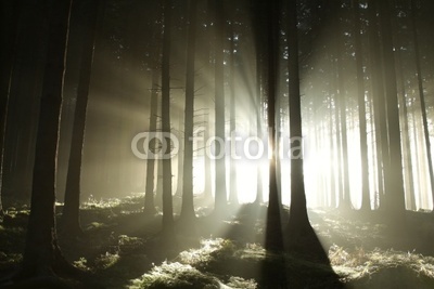 Sunbeams enters coniferous stand on a misty autumn morning