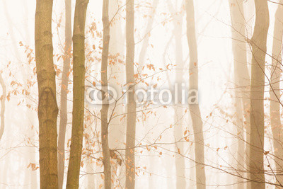 Trees quickly disappearing in yellow bright fog