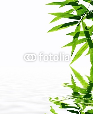 bamboo with reflection in the water,Zen atmosphere.
