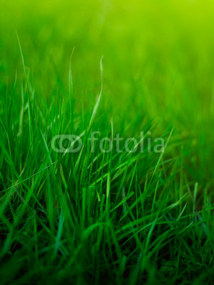Grass background shallow DOF