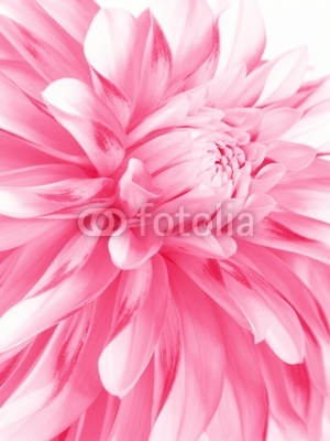 rosy flower