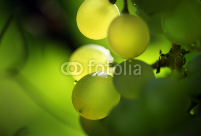 Bunch of green grapes, macro close-up