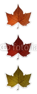 Autumn leaves isolated over white with clipping path