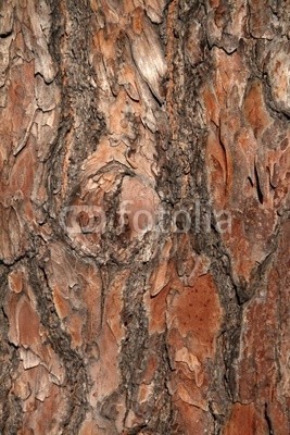 Textura, tronco de pino