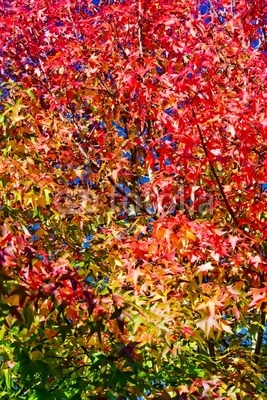 Autumn tree leaves