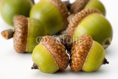 acorns made out
