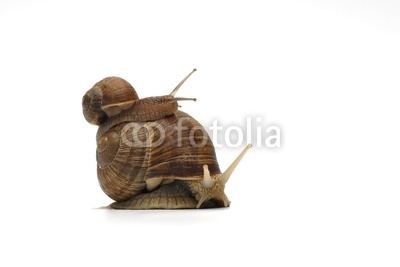 snails edible snails