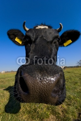 portrait of the cow