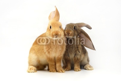 two rabbit