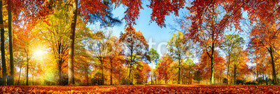 Panorama von bunten Bäumen bei strahlendem Sonnenschein im Herbst
