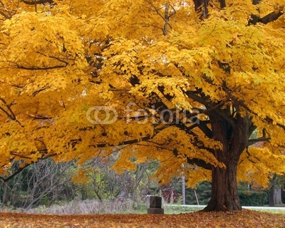 Beautiful Fall Color Tree