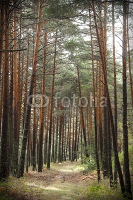 Paseo de pinos