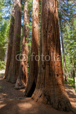 Yosemite National Park - Mariposa Grove Redwoods