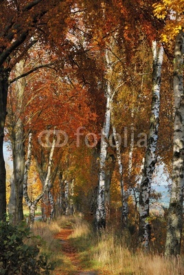 Birch Alley in Autumn