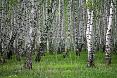 birch wood