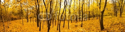 autumn forest panorama