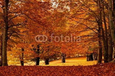 autumn leaves forest