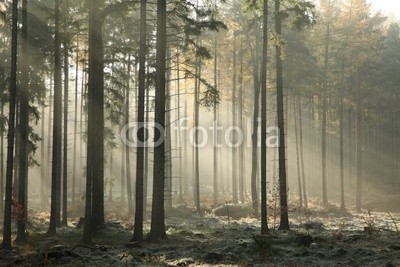 Picturesque autumnal forest on a foggy November morning