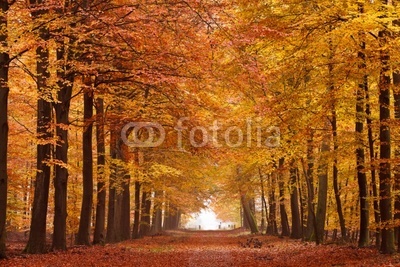 Sand lane with trees in autumn