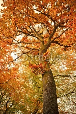 Autumn oak tree in the forest
