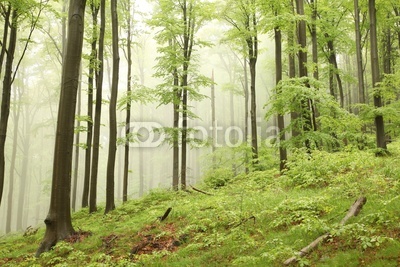 Misty spring beech forest on the slope in a nature reserve
