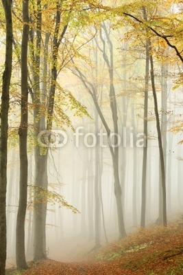 Misty autumn beech forest in a nature reserve