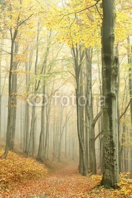 Mountain trail in the misty autumn forest in a nature reserve