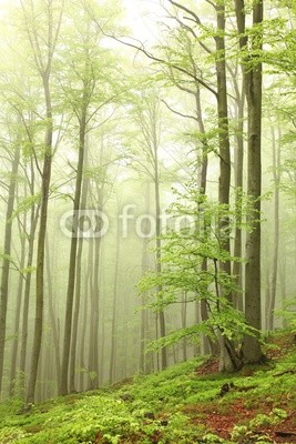 Landscape of beech forest on a foggy spring morning